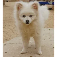 واگذاری سگ پامر|سگ|مبارکه, |دیوار