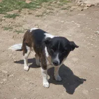 سگ پاکوتاه ماده سالم