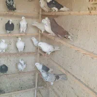 کفتر پرش سنگین