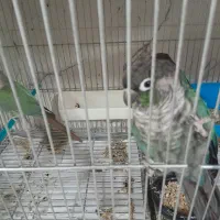 جفت گرینچیک  پاین اپل ماده و دوتا نر مست