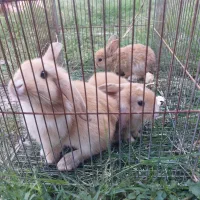 خرگوش خانگی|موش و خرگوش|کیاکلا, |دیوار