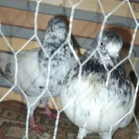 دونه ای 200جفتی 350