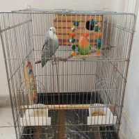 طوطی برزیلی نر و ماده