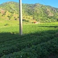 زوی-کشاورزیم-گرک-بو-اجاره