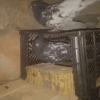 خریدوفروش انواع پرنده|پرنده|پاتاوه, |دیوار