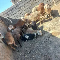 میش چینی