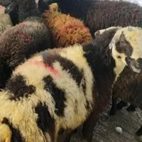 انواع گوسفند و بره باسلاخی|حیوانات مزرعه|قم, آزادگان|دیوار