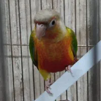 طوطی گرینچیک