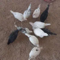 همه مرغ ها و جوجه های نژاد گلین بفروش میرسد|حیوانات مزرعه|کلاله, |دیوار