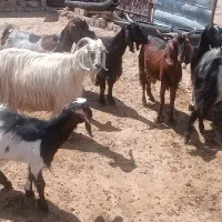 بز و بزغاله و سابرین