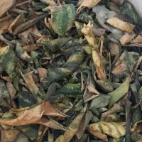 پوست خشک هندوانه