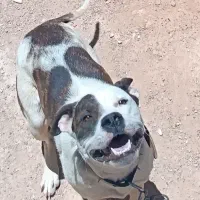 سگ پیتبول|سگ|صدرا-فارس, فاز ۲|دیوار