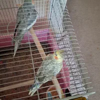 عروس هلندی|پرنده|تهران, شهرک هما|دیوار