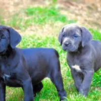 دابرمن رنگ بولو توله کن کورسو بولو و روت آمریکن|سگ|تهران, آبشار تهران (دریاچه)|دیوار