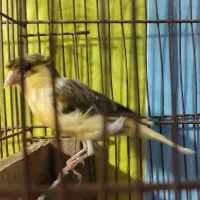 قناری ابلغ ماده یکساله کاکلی