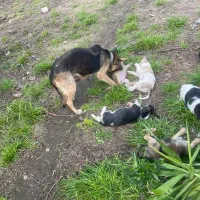 فروش توله ژرمن