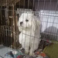 واگذاری سگ خانگی