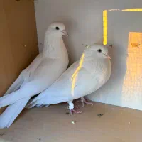 کبوتر کفتر|پرنده|هشتگرد, شهرک راه آهن|دیوار