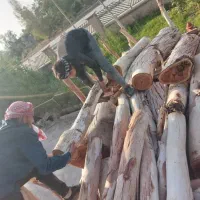 خریدارچوب ودرخت صنوبروکاج و چنار|خدمات باغبانی و درختکاری|آق قلا, |دیوار