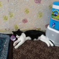 گربه تاکسیدو|حیوانات|خرمشهر, |دیوار