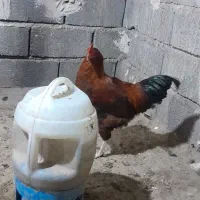 خروس محلی بالغ ومرغ فریح|حیوانات مزرعه|ارومیه, |دیوار