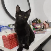 واگذاری گربه خانگی به فرد بسیار متعهد