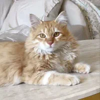 واگذاری گربه|گربه|گرگان, |دیوار