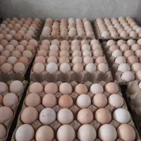 تخم مرغ بومی محلی ارگانیک|خوردنی و آشامیدنی|اصفهان, بهارستان|دیوار