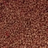 بذر گندم پیشگام اصلاح شده