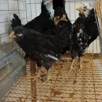 گلین فول|حیوانات مزرعه|خوانسار, |دیوار