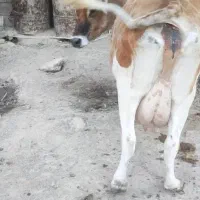 گاو شیری|حیوانات مزرعه|چاه مبارک, |دیوار