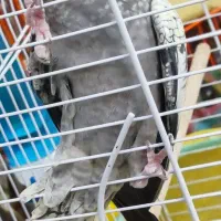 عروس هلندی سه ماهه