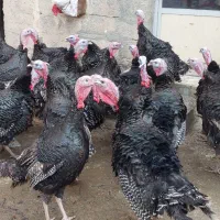 بوقلمون سیاه|حیوانات مزرعه|سقز, |دیوار