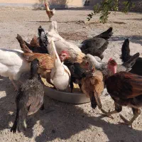 فروش کله جوجه وکله خروس|پرنده|نورآباد ممسنی, |دیوار