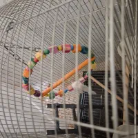 قفس پرنده 90cm×45cm|لوازم جانبی حیوانات|تهران, جوادیه تهرانپارس|دیوار