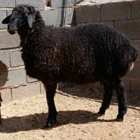 بره قوچی هترو نژاد دوقلوزا و بیشتر|حیوانات مزرعه|شیروان (خراسان), |دیوار