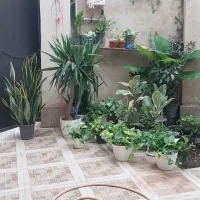 فروش  گل طبیعی