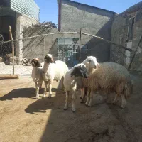 بره نر سنجابی|حیوانات مزرعه|خرم‌آباد, |دیوار