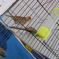 قناری شتری ماده