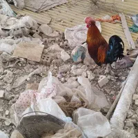 خروس|حیوانات مزرعه|کارون, |دیوار