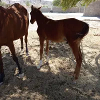 اسب|اسب و تجهیزات اسب‌سواری|فراشبند, |دیوار