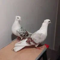 کبوتر نروماده‌پلنگ