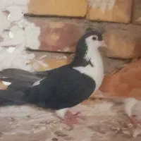 ۹عدد کفتر خوب|پرنده|تربت جام, میان جام|دیوار