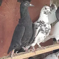 کبوتر کفتر انگلیسی ایرلندی رستاخیز