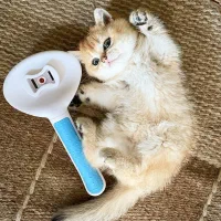 سه گربه بریتیش شورت هیر ۲ ماهه