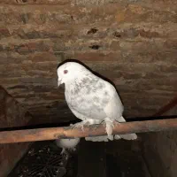 کبوتر دورگه|پرنده|ساری, |دیوار