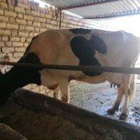 گاو و گوساله