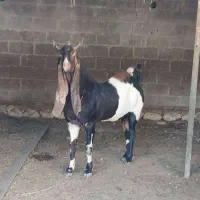 استان بوشهر شهرستان کنگان روستای تمبک