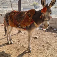الاغ