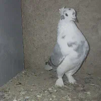 پشت دار قرمز نر هیکلی .|پرنده|قدس, شهر‌قدس|دیوار